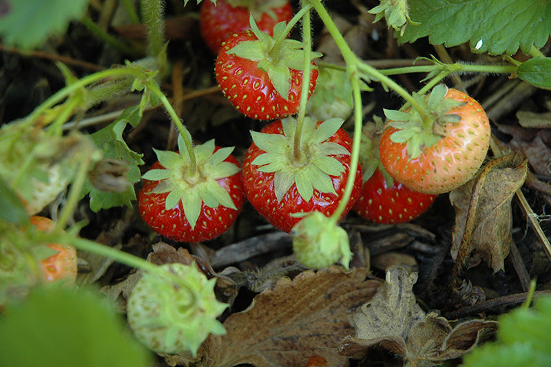 Fragaria Virginiana (Wild Strawberry)