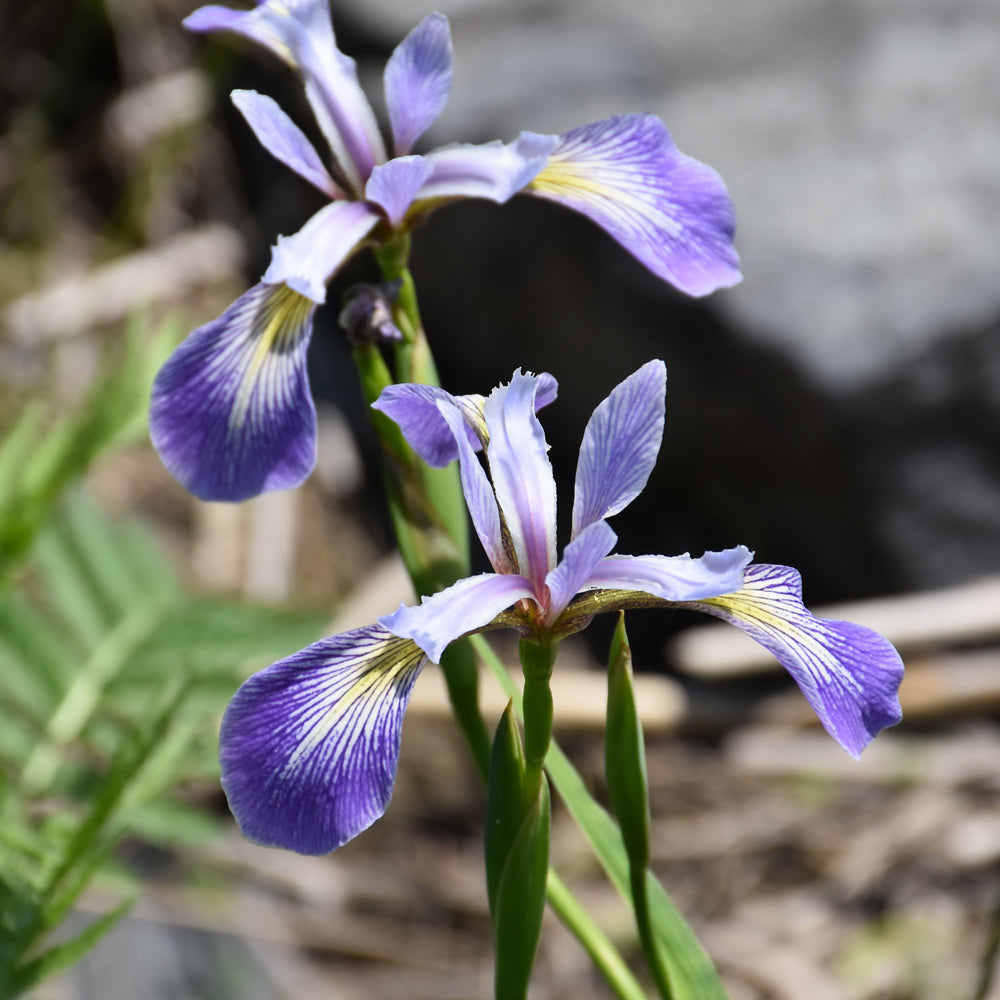 Iris versicolor (Northern Blue Flag)