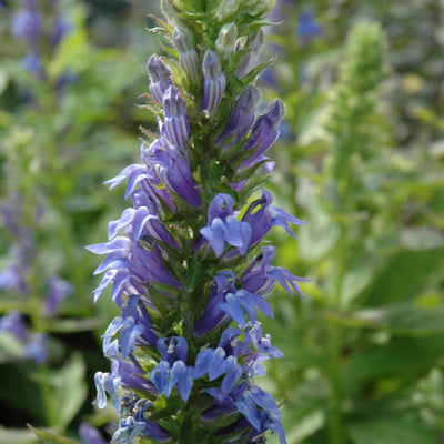 Lobelia siphilitca (Blue Cardinal Flower) *TB*