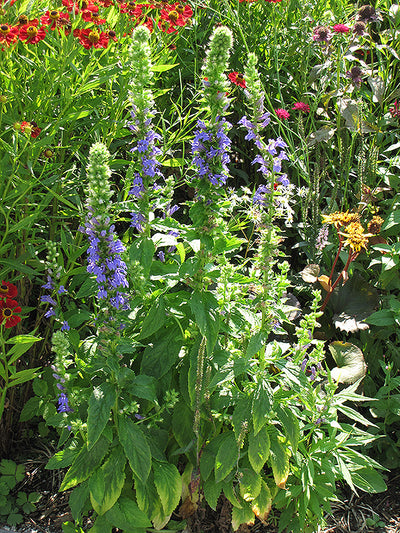 Lobelia siphilitca (Blue Cardinal Flower) *TB*