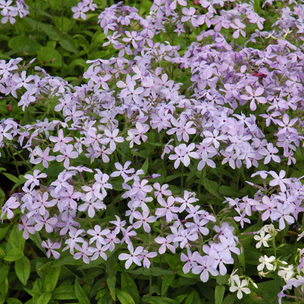 Phlox divaricata (Wild Blue Phlox) *TB*