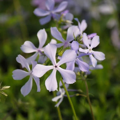 Phlox divaricata (Wild Blue Phlox) *TB*