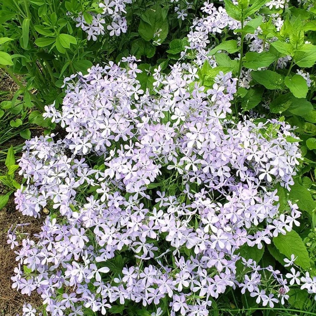 Phlox divaricata (Wild Blue Phlox) *TB*