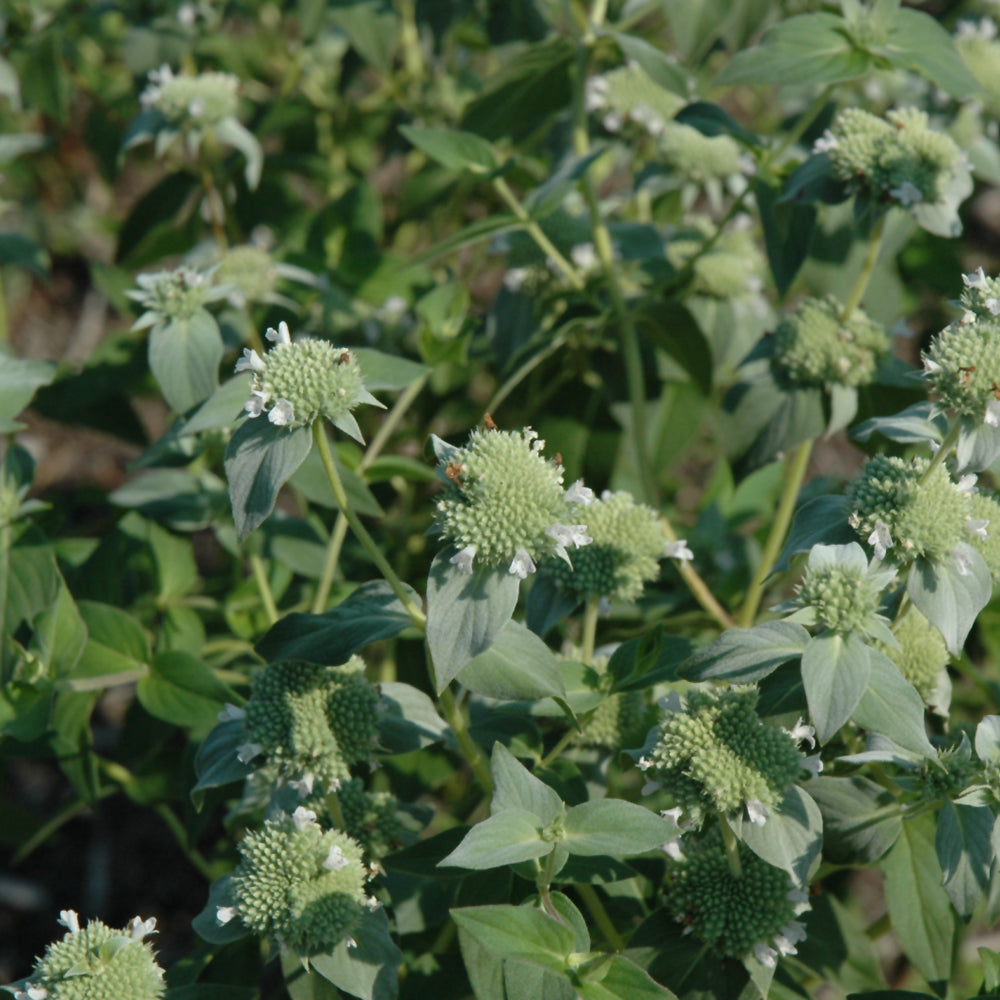 Pycnanthemum Muticum (Blunt Mountain Mint)