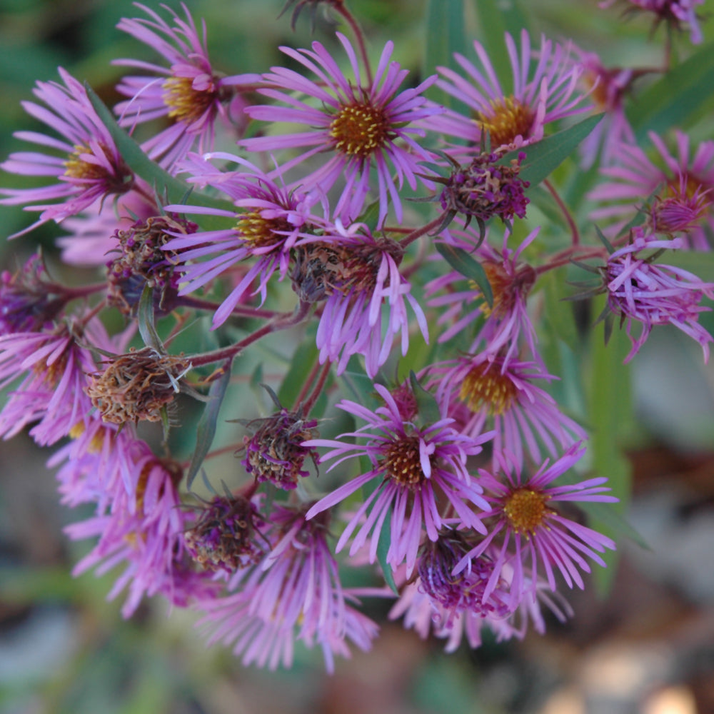 Symphyotrichum novae-angliae (New England Aster) *TB*
