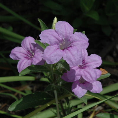 Ruellia humilis (Wild Petunia) *TB*