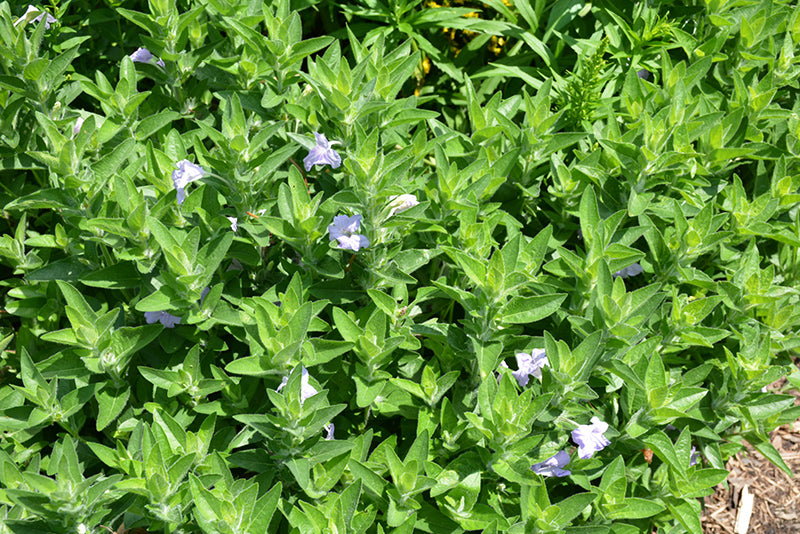 Ruellia humilis (Wild Petunia) *TB*