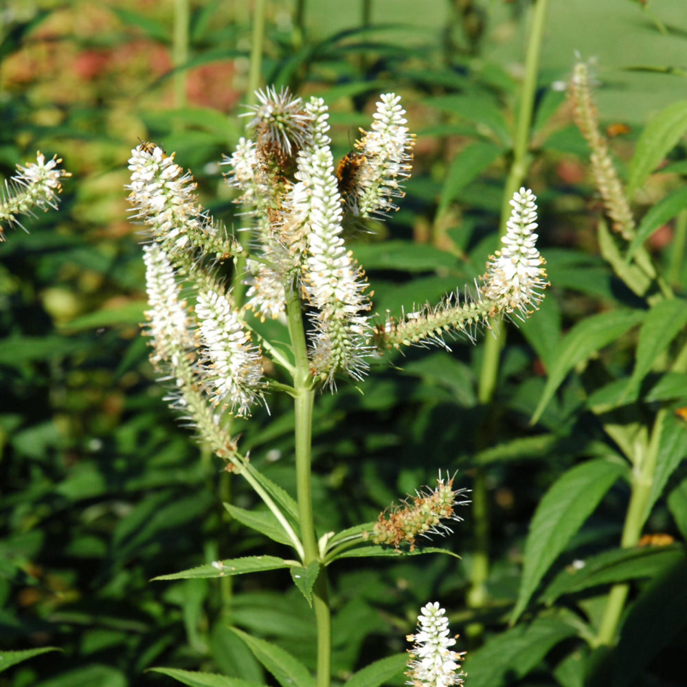 Veronicastrum virginicum (Culver's Root) *TB*