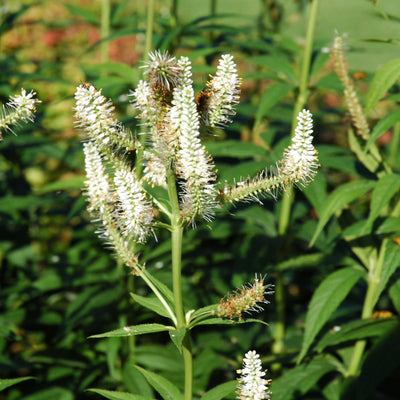 Veronicastrum virginicum (Culver's Root) *TB*