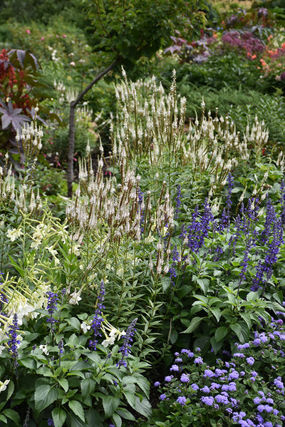 Veronicastrum virginicum (Culver's Root) *TB*