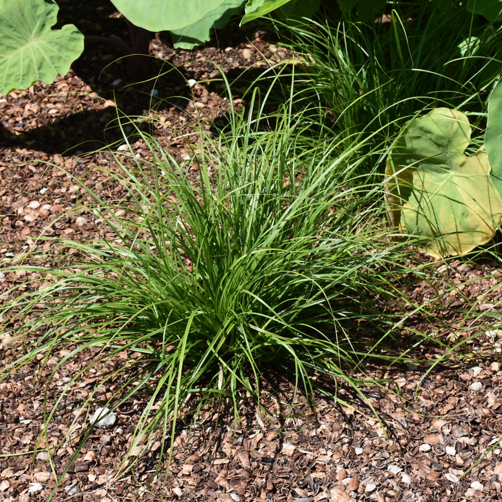 Grass - Carex Cherokeensis (Cherokee Sedge)