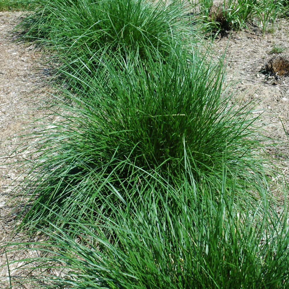 Grass - Deschampsia cespitosa (Tufted Hair Grass)