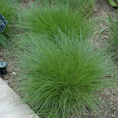 Grass - Schizachrium scoparium (Little Bluestem Grass) *TB*