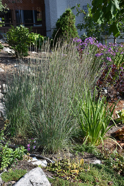 Grass - Schizachrium scoparium (Little Bluestem Grass) *TB*