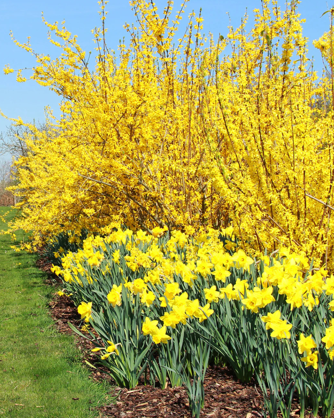 Forsythia Gold 'Lynwood' #4C – Bast Brothers Garden Center