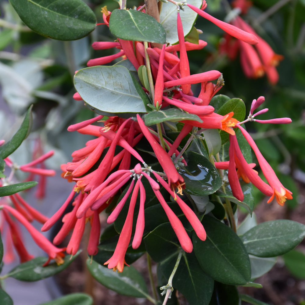 VINE - Lonicera sempervirens (Coral Honeysuckle) *TB – Bast Brothers