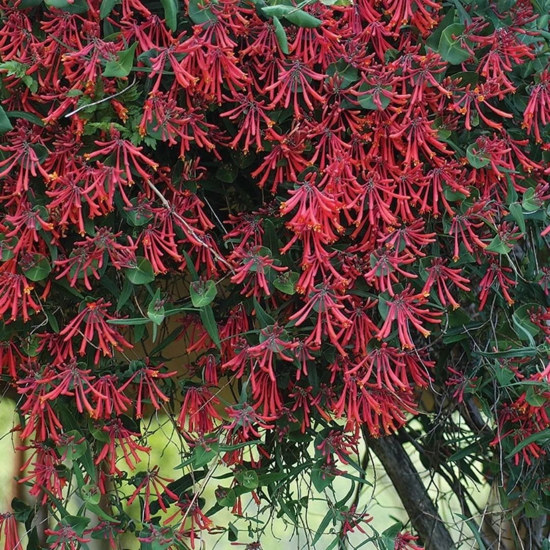 Vine - Lonicera sempervirens (Coral Honeysuckle) *TB*