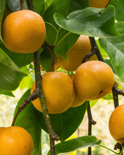 20th Century Pear #5-Super