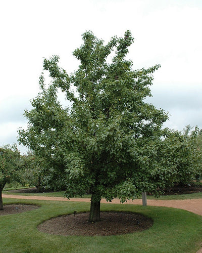 20th Century Pear #5-Super