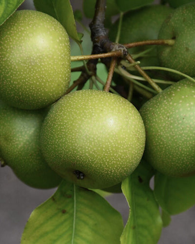 20th Century Pear #5-Super