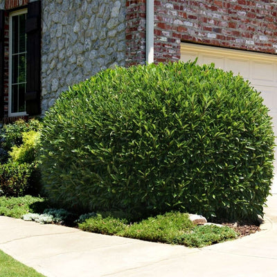 Skip Laurel #2 15"-18" cg