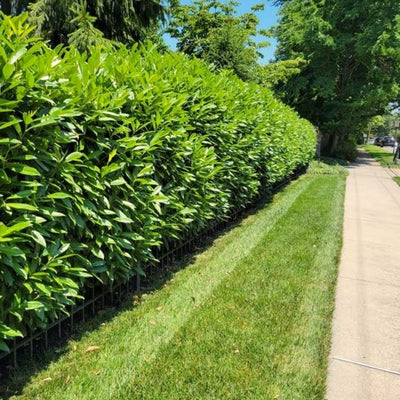Skip Laurel #2 15"-18" cg