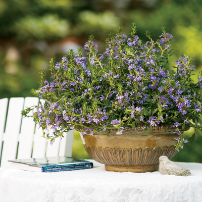 PW Scaevola, Whirlwind Blue, 4.5