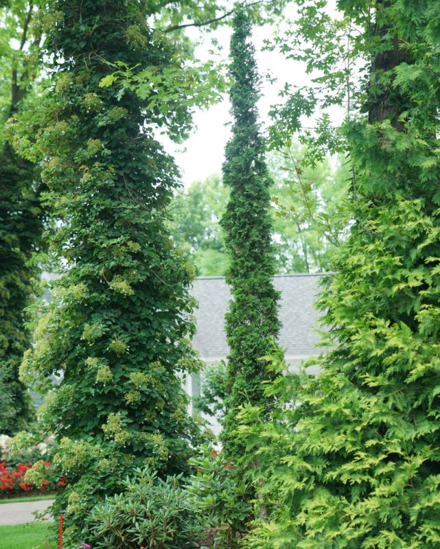 Thuja Sting™ PW #3
