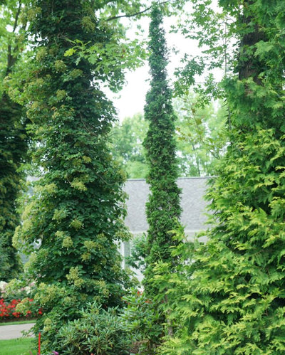 Thuja Sting™ PW #3
