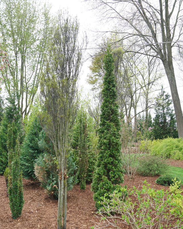 Thuja Sting™ PW #3
