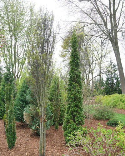 Thuja Sting™ PW #3