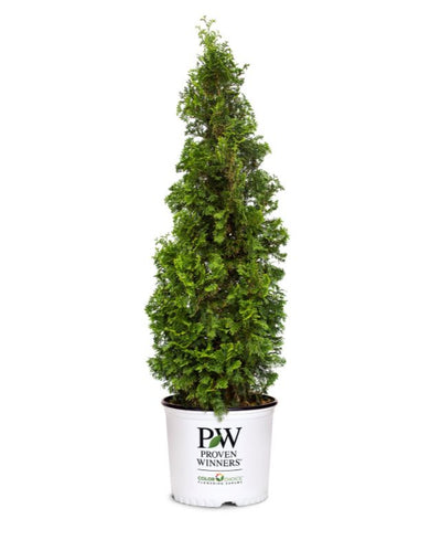 Thuja Sting™ PW #3