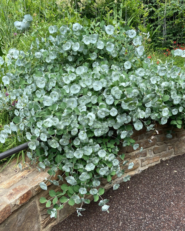 Lonicera reticulata Kintzley's Ghost PW #3