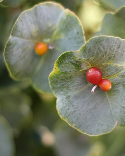 Lonicera reticulata Kintzley's Ghost PW #3
