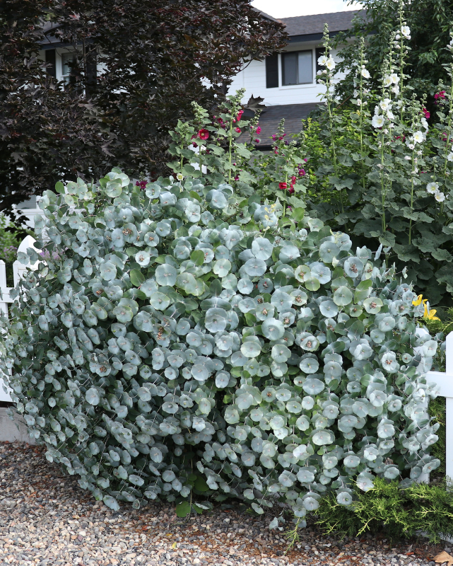 Lonicera reticulata Kintzley's Ghost PW #3