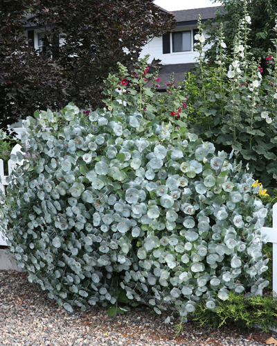 Lonicera reticulata Kintzley's Ghost PW #3