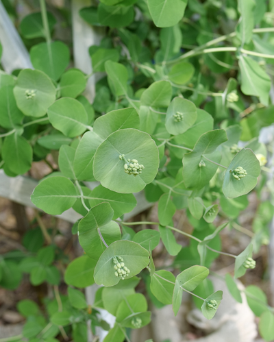 Lonicera reticulata Kintzley's Ghost PW #3