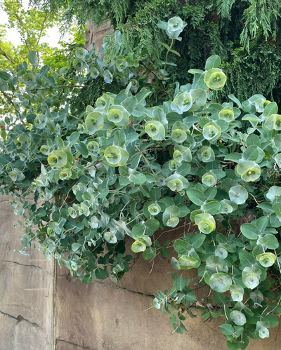 Lonicera reticulata Kintzley's Ghost PW #3