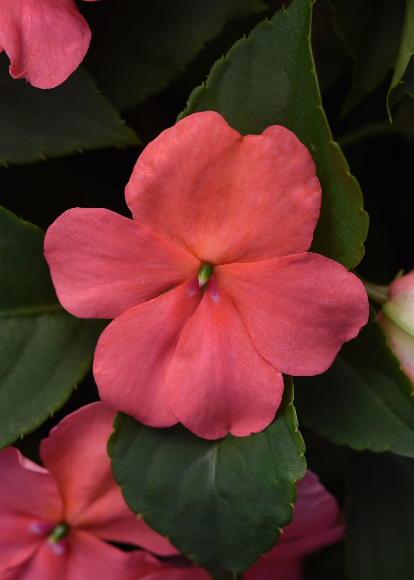 Beacon Coral Imp. Impatiens Flat