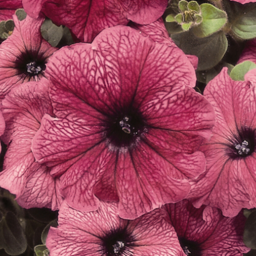 Madness Plum Petunia Flat