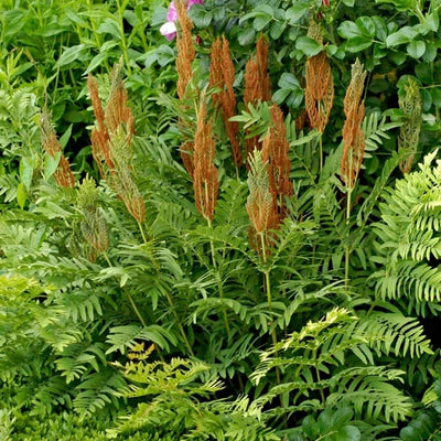 Fern Cinnamon (Osmunda cinn.) *TB*
