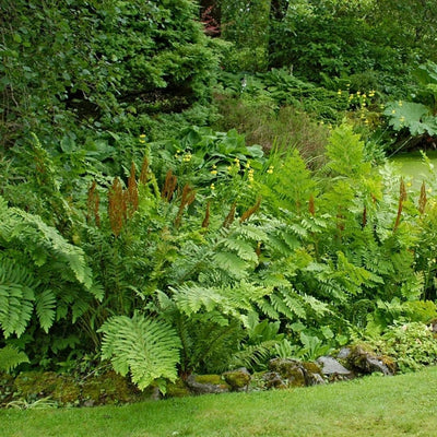 Fern Cinnamon (Osmunda cinn.) *TB*
