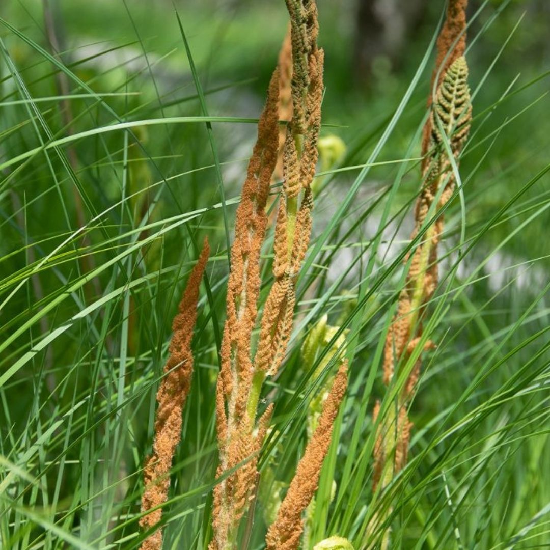 Fern Cinnamon (Osmunda cinn.) *TB*