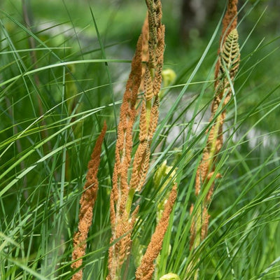 Fern Cinnamon (Osmunda cinn.) *TB*