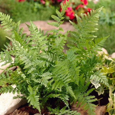 Fern Cinnamon (Osmunda cinn.) *TB*