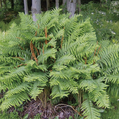 Fern Cinnamon (Osmunda cinn.) *TB*