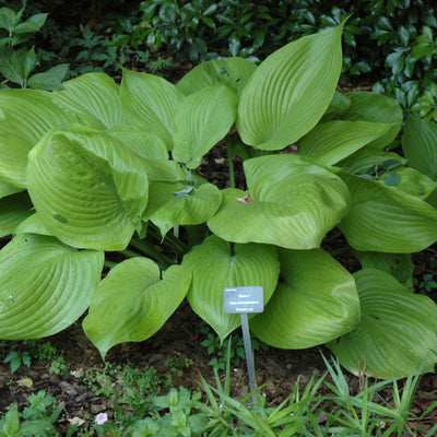 Hosta 'Sum & Substance'