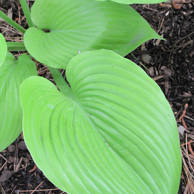 Hosta 'Sum & Substance'