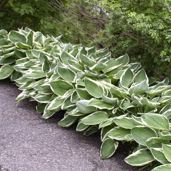 Hosta 'Francee'