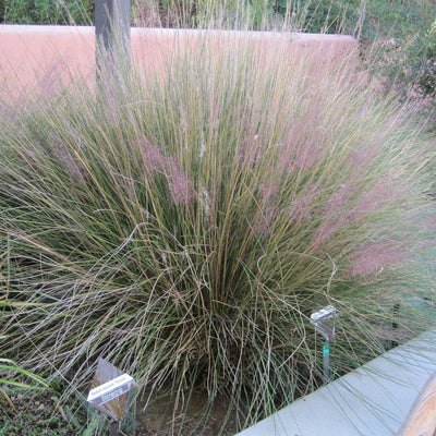 Grass - Muhlenbergia cap. 'Pink Muhly'*
